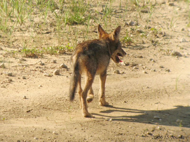 Coyote5770b.jpg