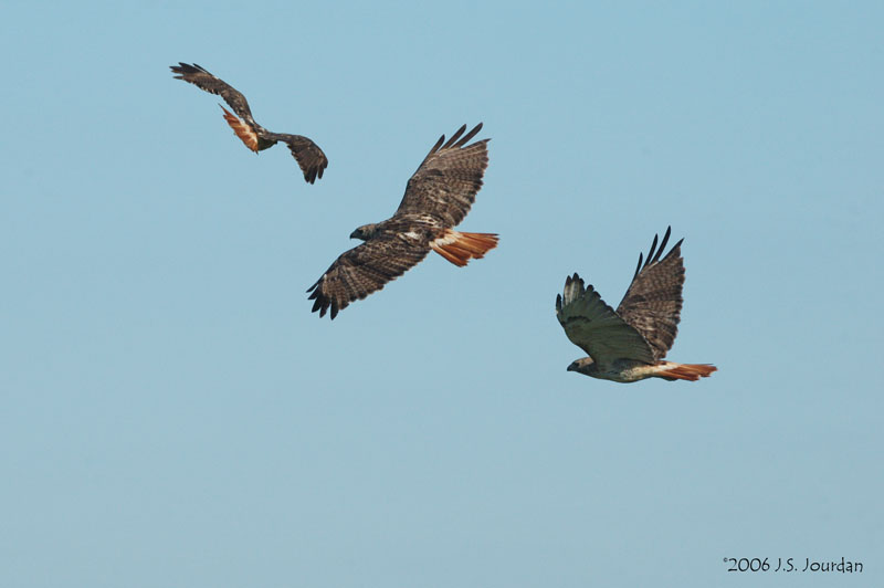 RedtailHawk7137b.jpg