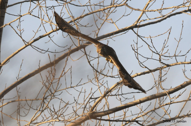 RedtailedHawk2751b.jpg