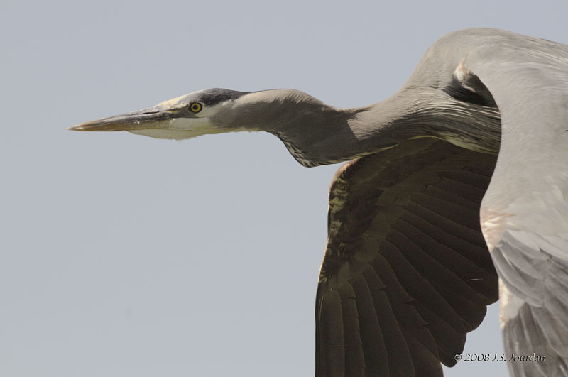 GreatBlueHeron9691b.jpg