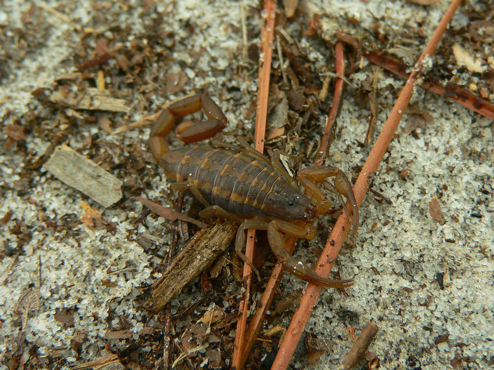 Scorpion - <i>Centruroides hentzi</i>