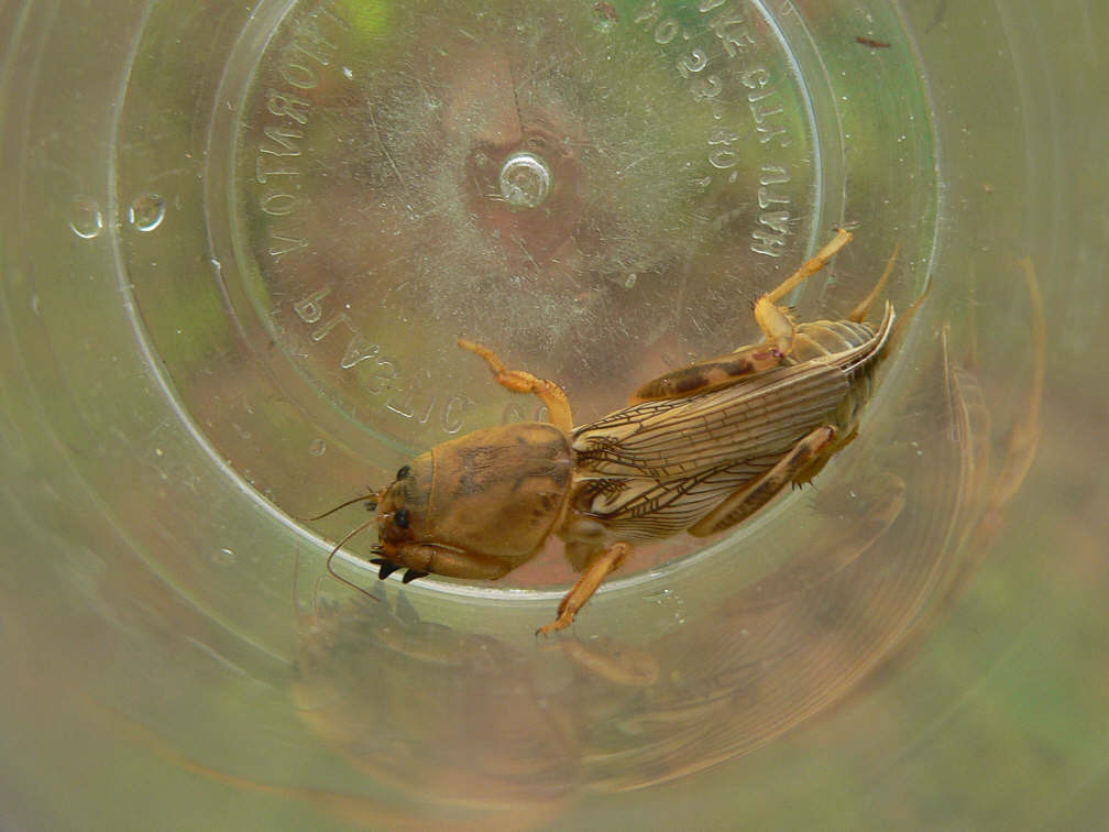 Mole Cricket - <i>Scaptersicus</i> sp.