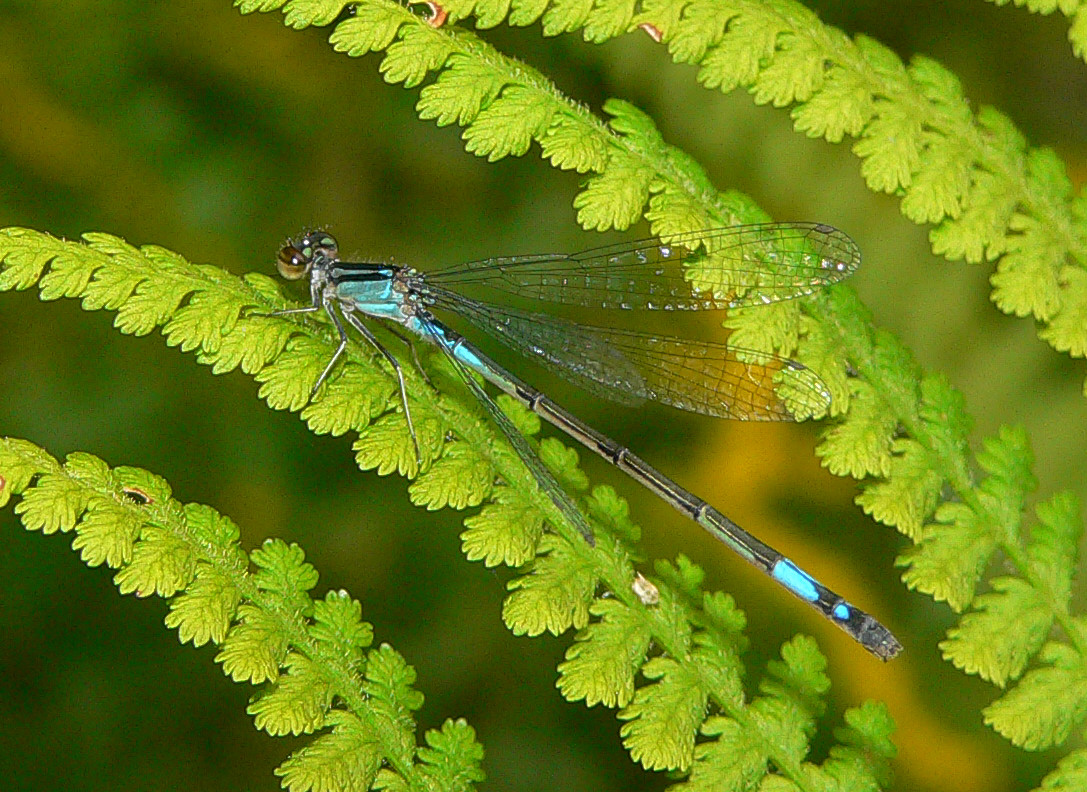 Azure Bluet - <i>Enallagma aspersum</i>