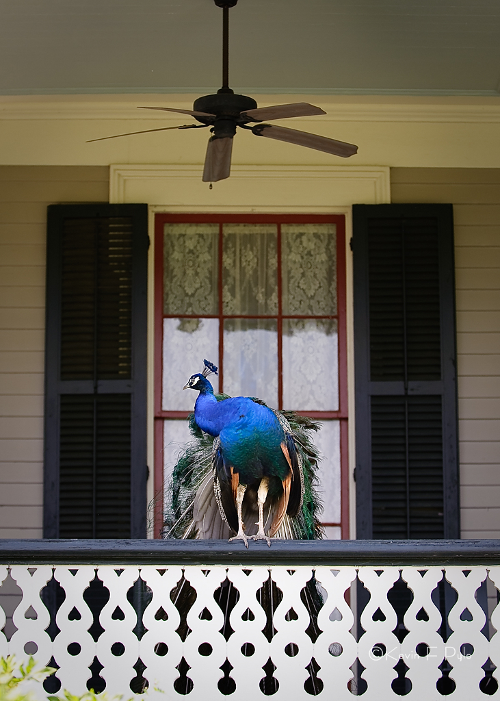 JeffersonIsl041710_0159.JPG