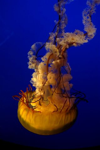 AquaJellyFish.jpg