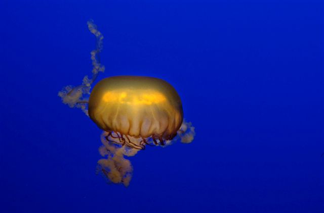 AquaJellyFish3.jpg