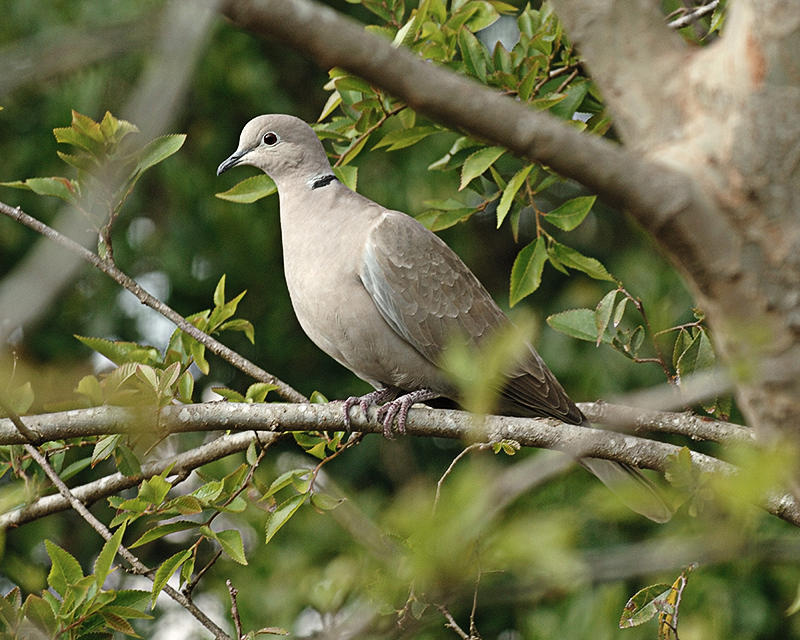 Dove1 tn.jpg