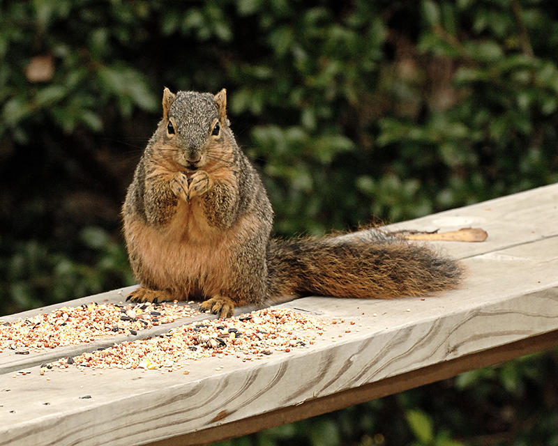 squirrel1 tn.jpg