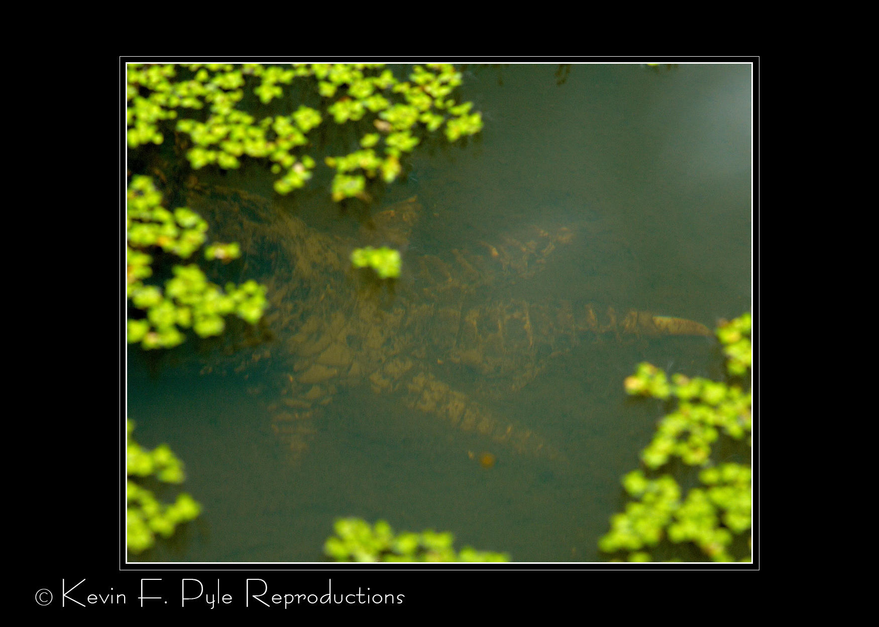 Zoo of Acadiana-0098.jpg