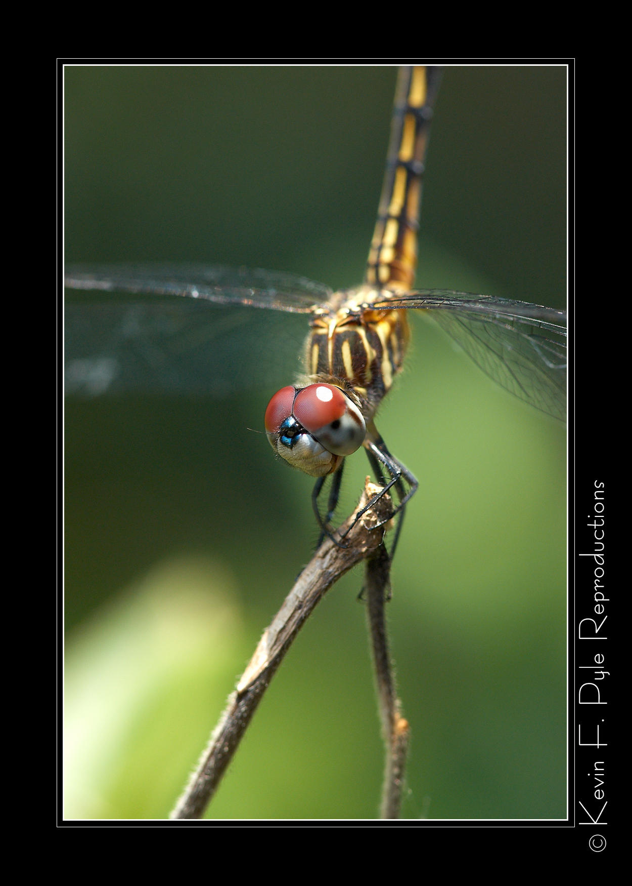 DragonFly105VR-0071.jpg