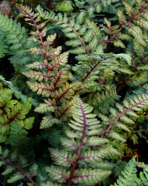 Regal Red Japanese Painted Fern