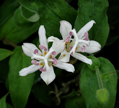 'White Towers'