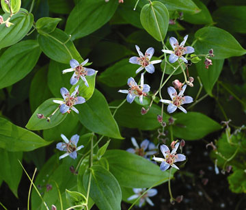 T. lasiocarpa