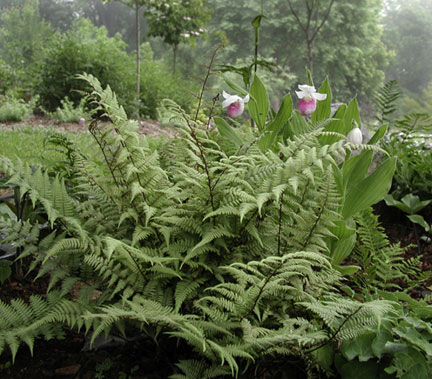 Ghost Fern
