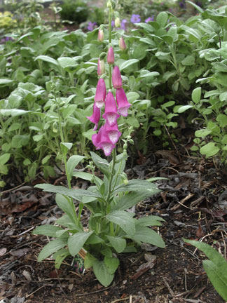 Digitalis thapsi Spanish Peaks