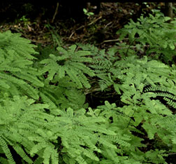 Maidenhair Fern