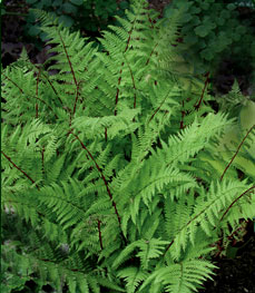 Red Stemmed Lady Fern