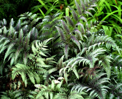 Ursulas Red Japanese Painted Fern