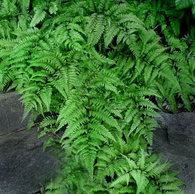 Branford Rambler Fern