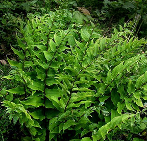 Cold Hardy Holly Fern