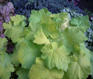 'Pistache'