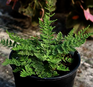 Hairy Lip Fern