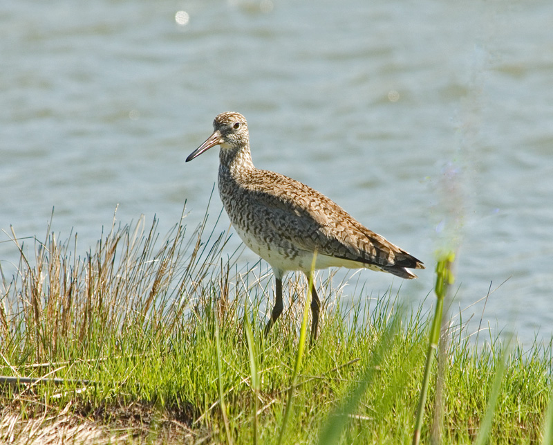 Willet