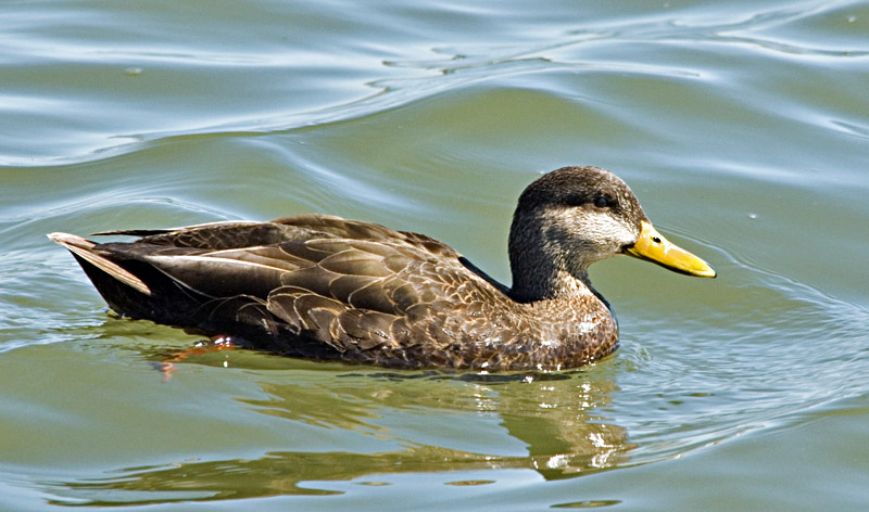 Black Duck