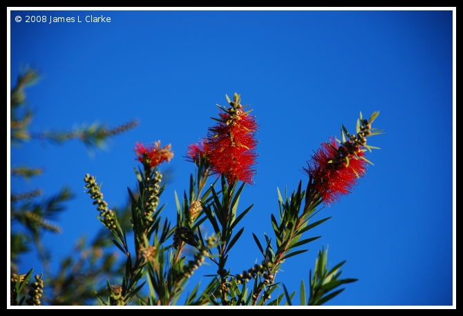 Bottle Brush