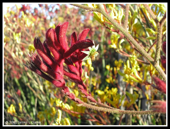 The bee and the kangaroo paw