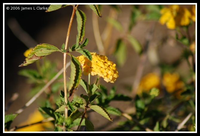 Yellow Flower in Warm Light