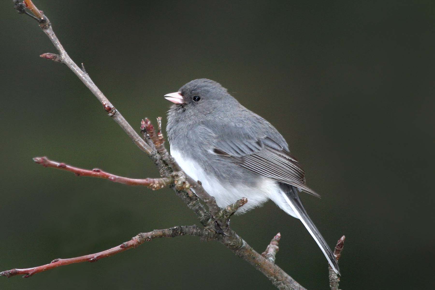 Dark-eyed Junco singing