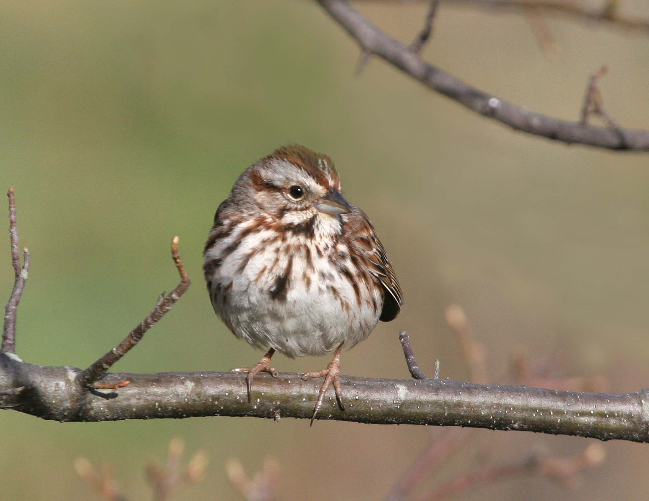 Song Sparrow