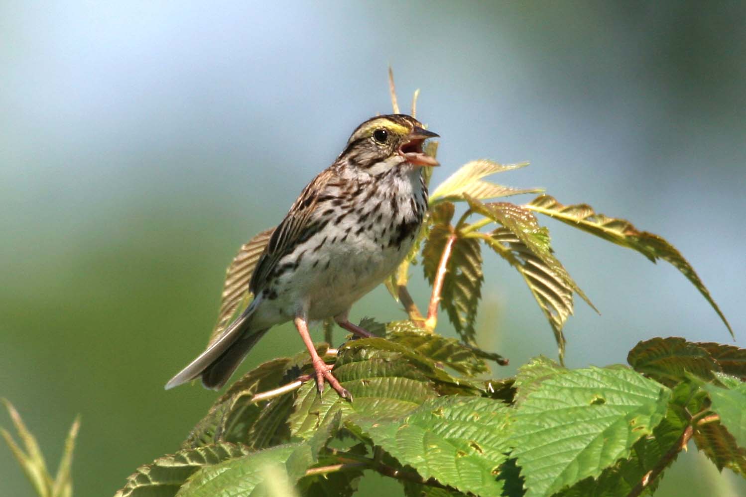 Savannah Sparrow