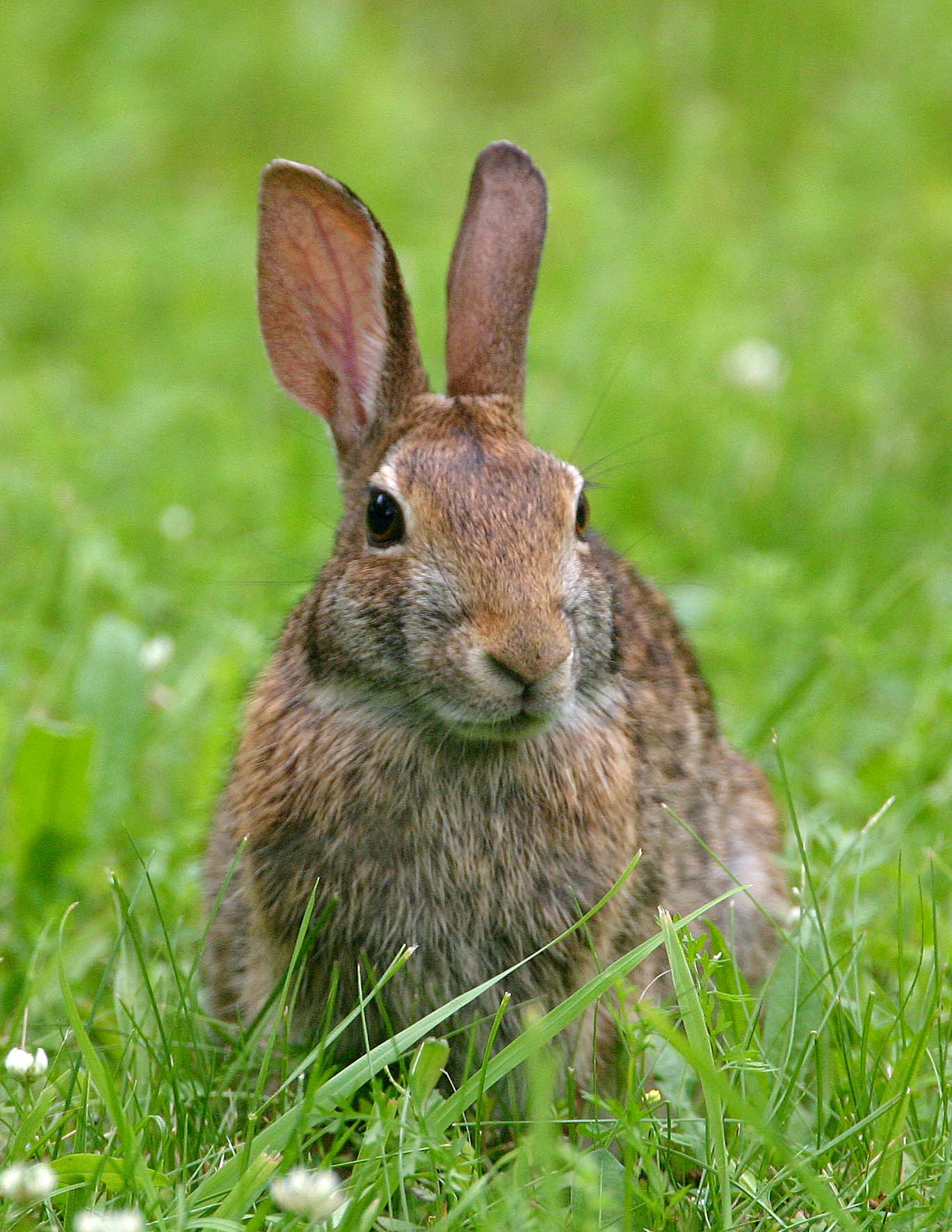 Cottontail sitting up