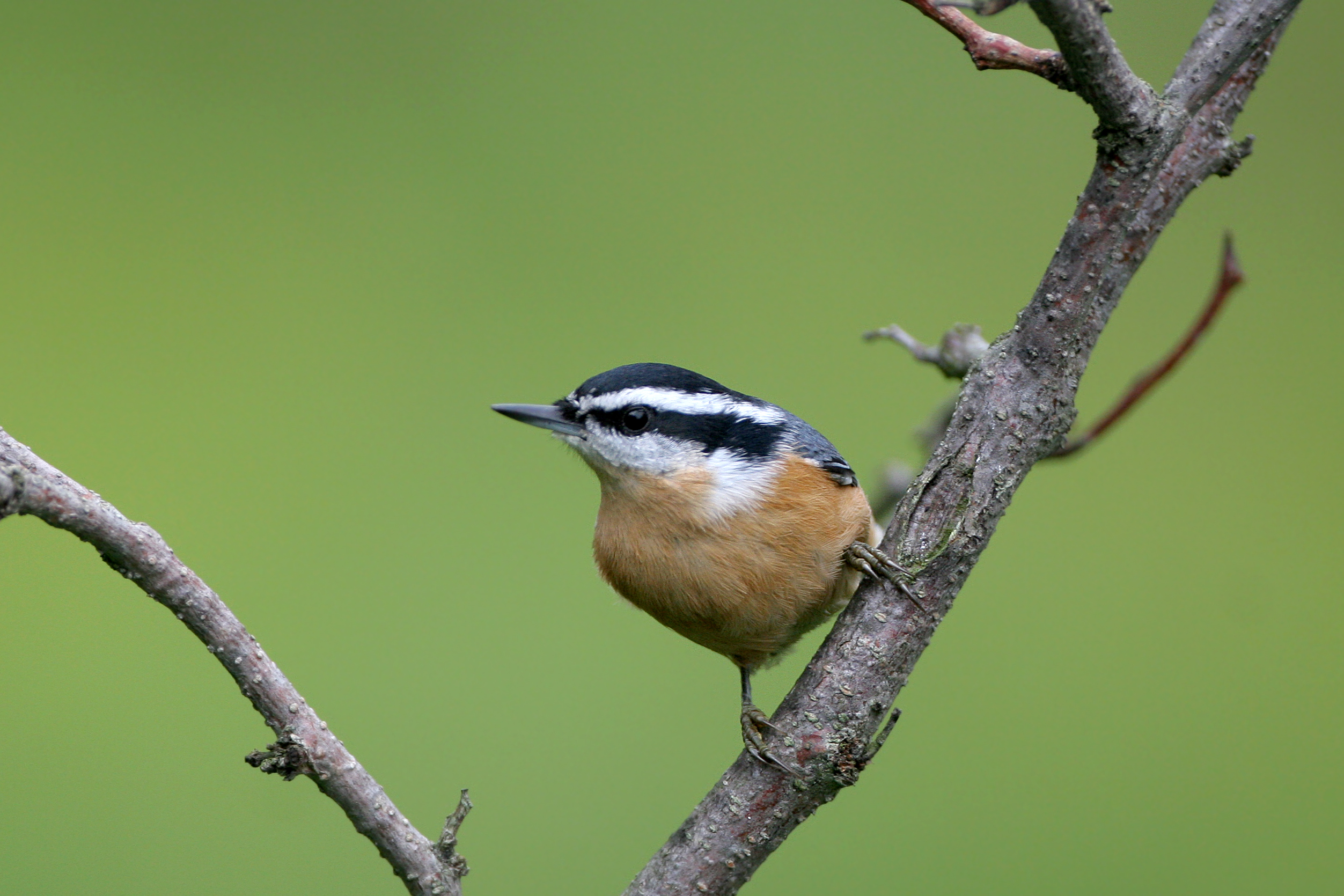 Red-breasted Nuthatch