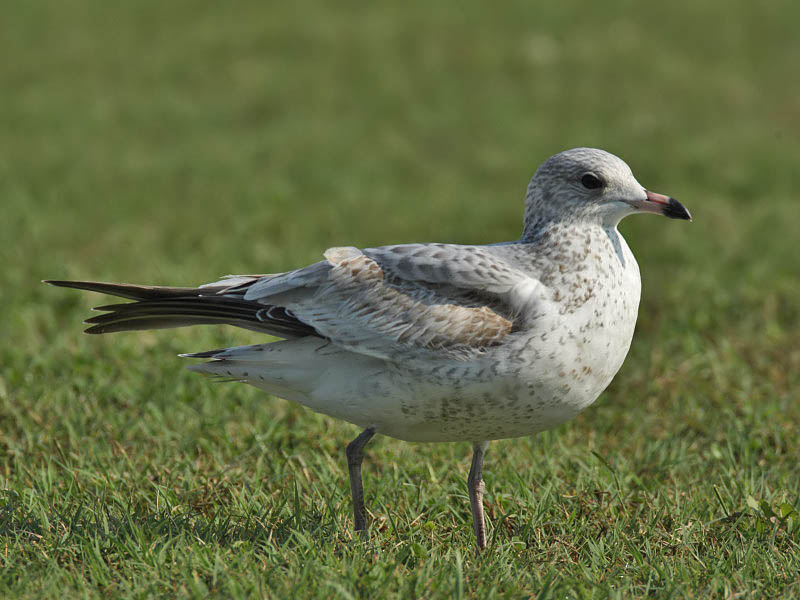 Ring-billed Gull (1st w), Cape May State Park
