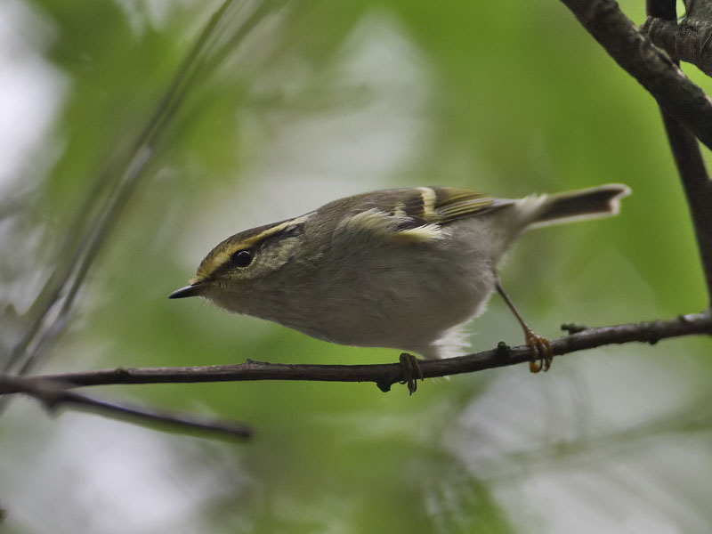Pallass Warbler