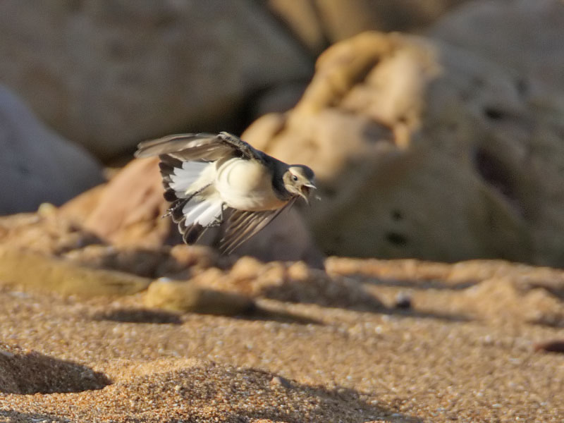 Pied Wheatear