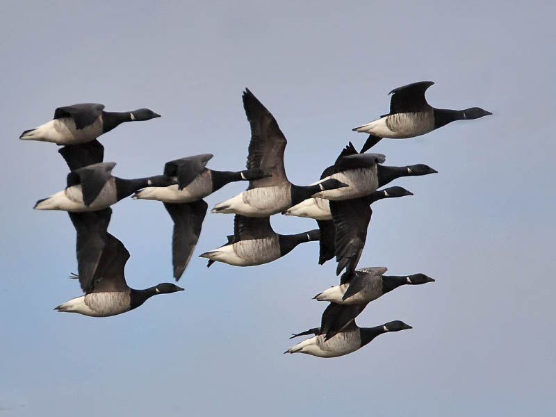 Pale-bellied Brent Geese