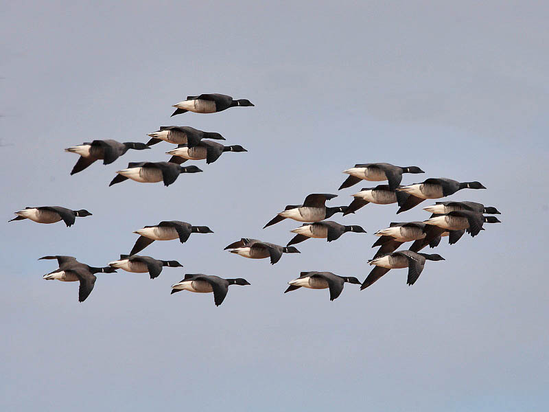 Pale-bellied Brent Geese