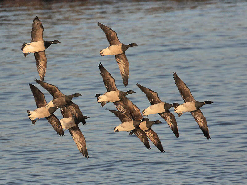 Pale-bellied Brent Geese