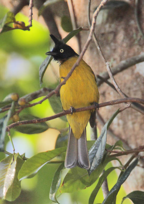 Black-crested Bulbul