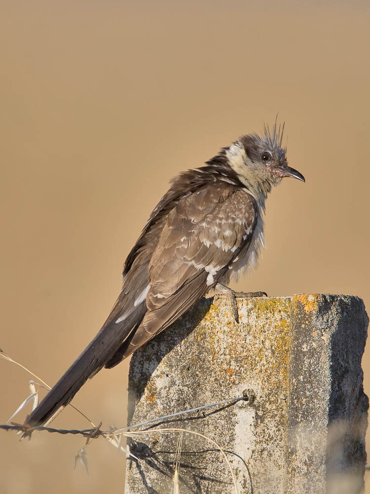 Great-spotted Cuckoo