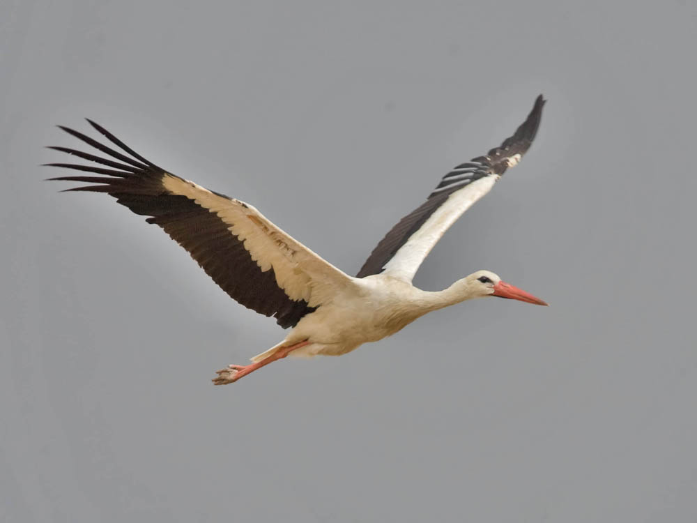 White Stork