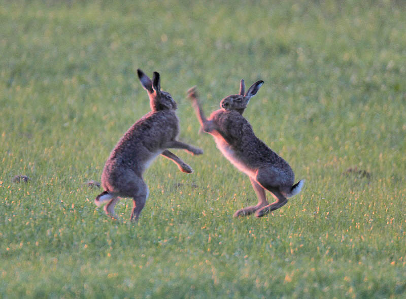 Brown Hare