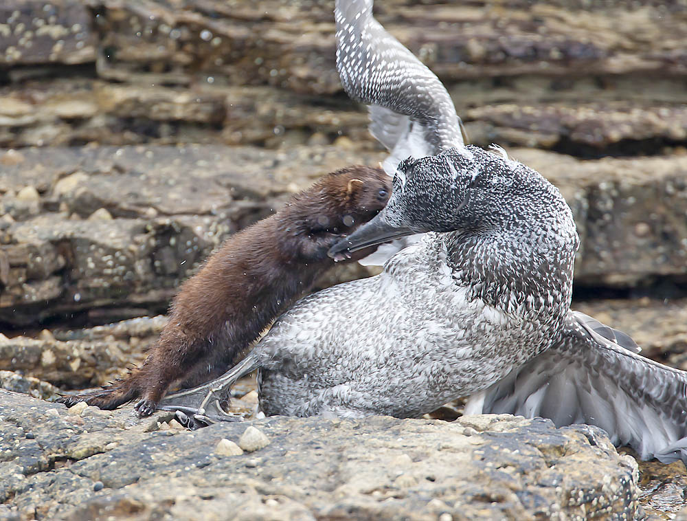 Mink attacking a juvenile Gannet