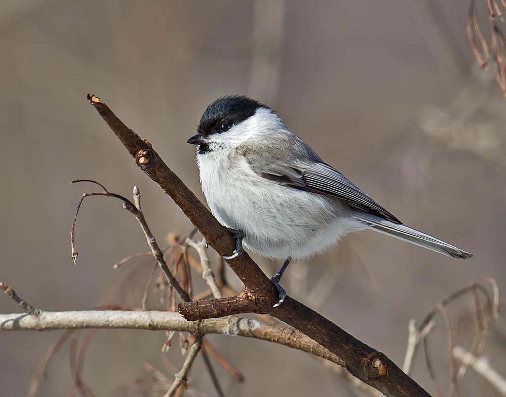 Marsh Tit 