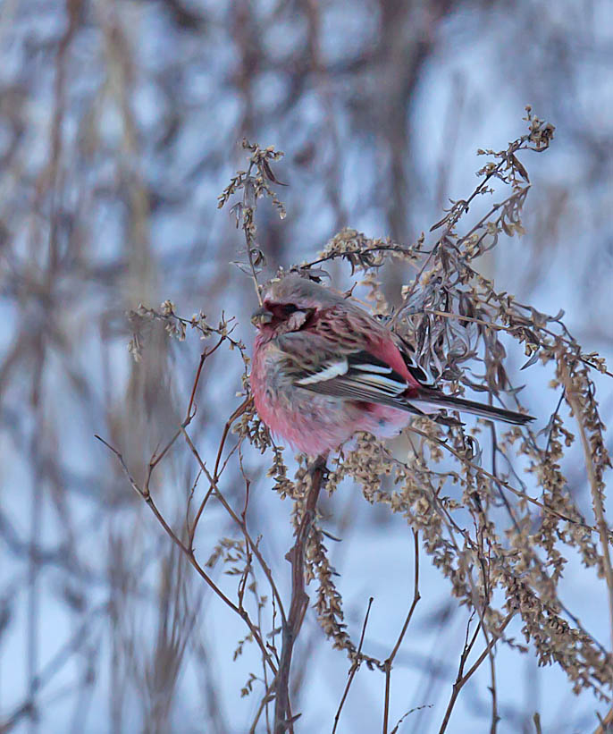 Long-tailed Rosefinch 