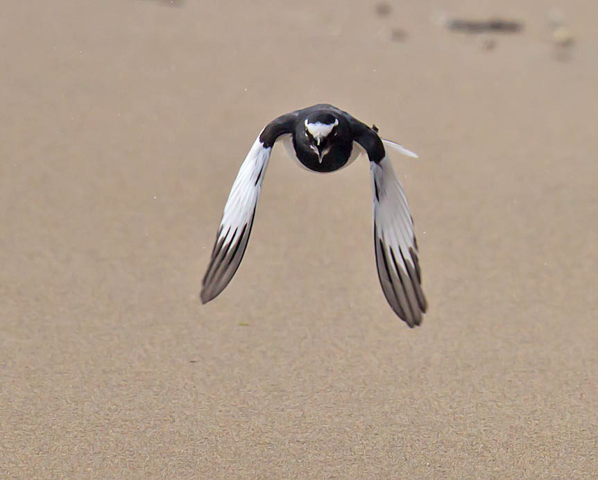 Japanese Wagtail 